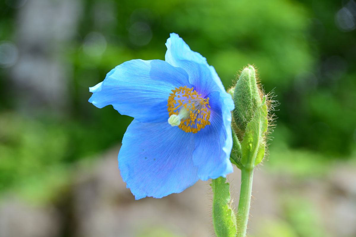 「ヒマラヤの青いケシ」の花が増えました