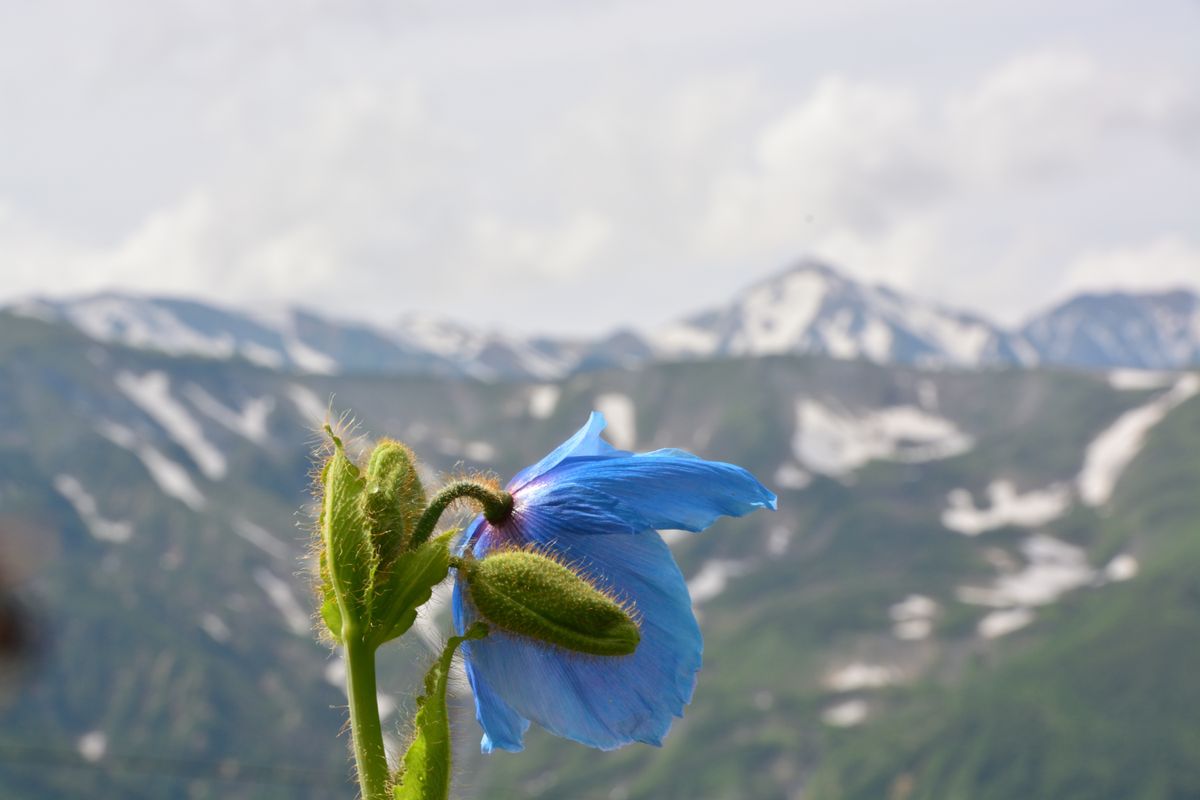 「ヒマラヤの青いケシ」の花が増えました