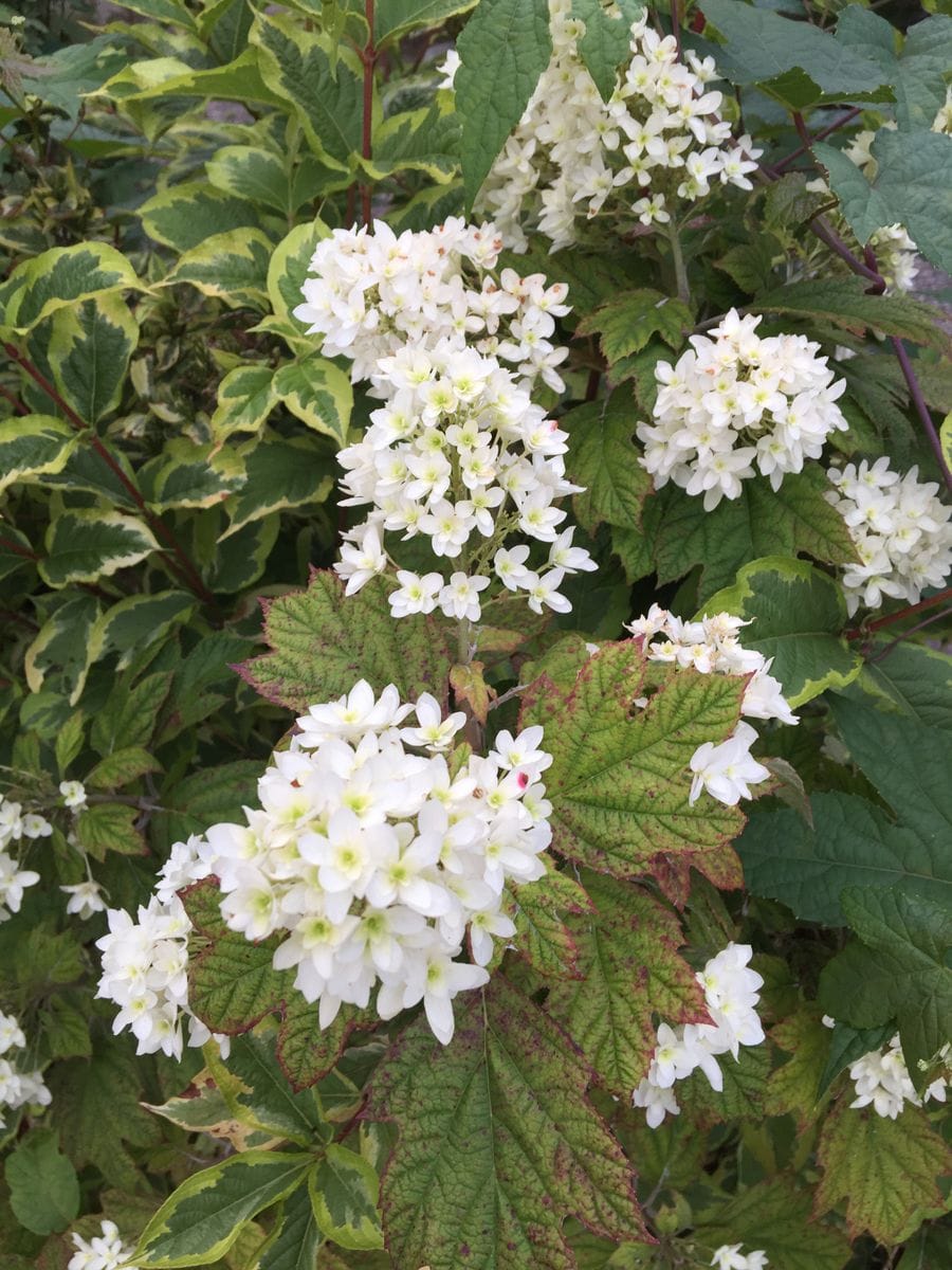 今日の花