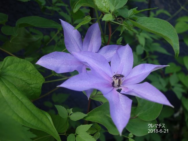 NaturalGarden四季を楽しむ花壇