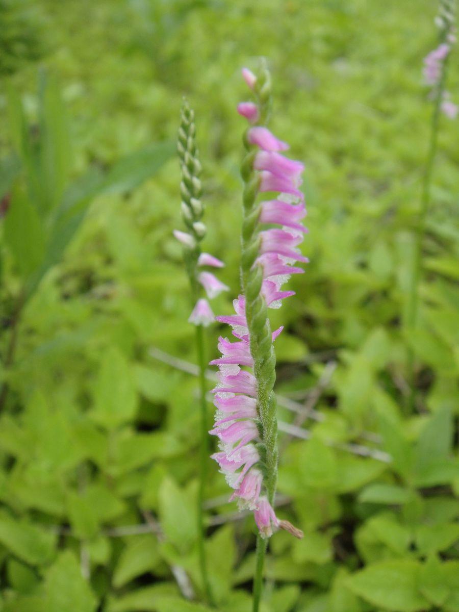 畑の花たち