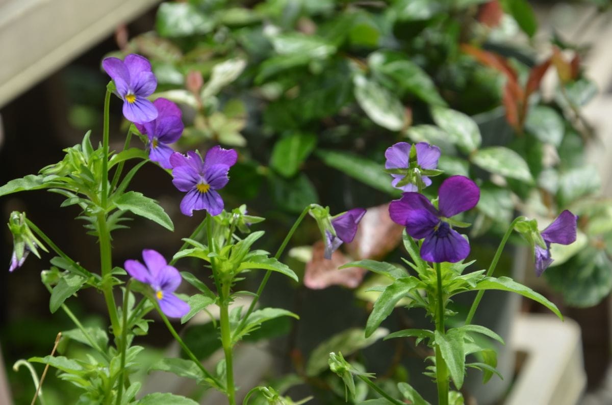 紫陽花、ビオラ、アリストロキア・ギガンティアはまだ蕾