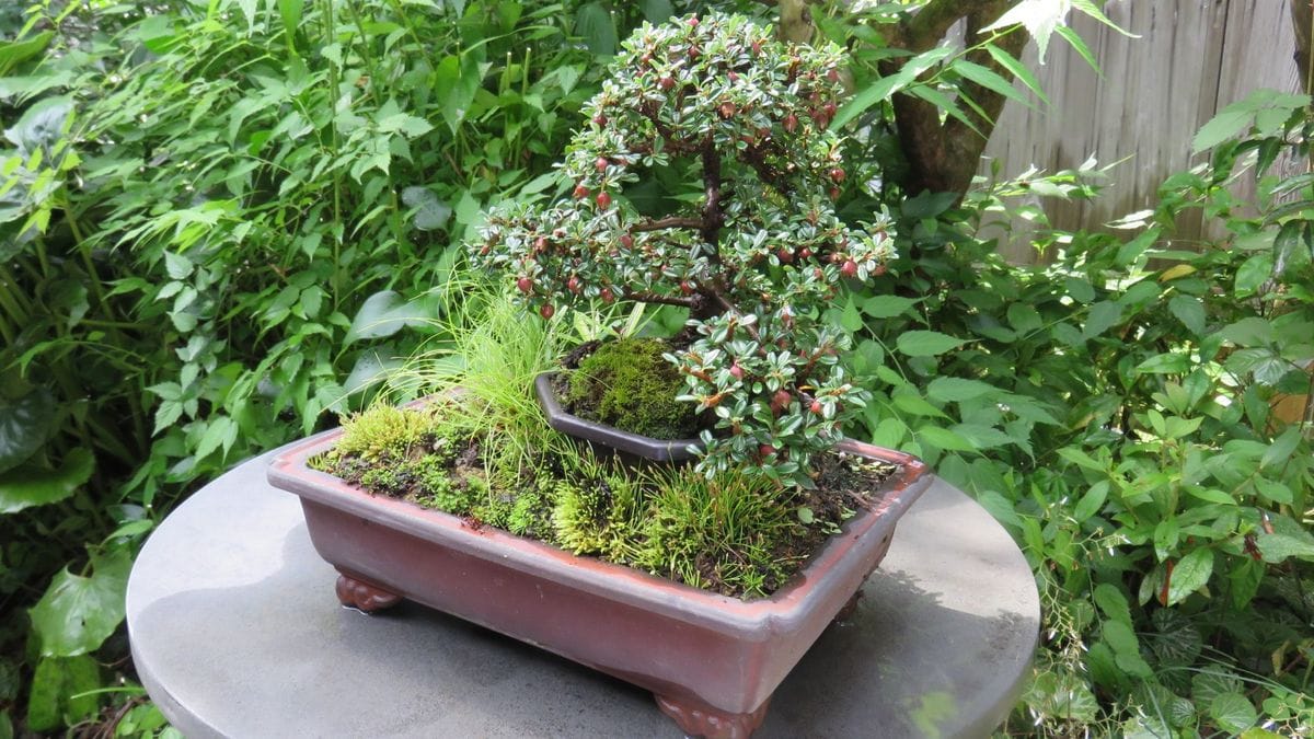 白紫檀の寄せ植え盆栽