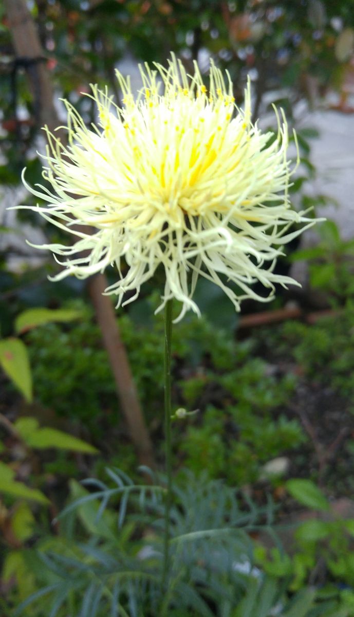 アザミの花に似た花が、､、､