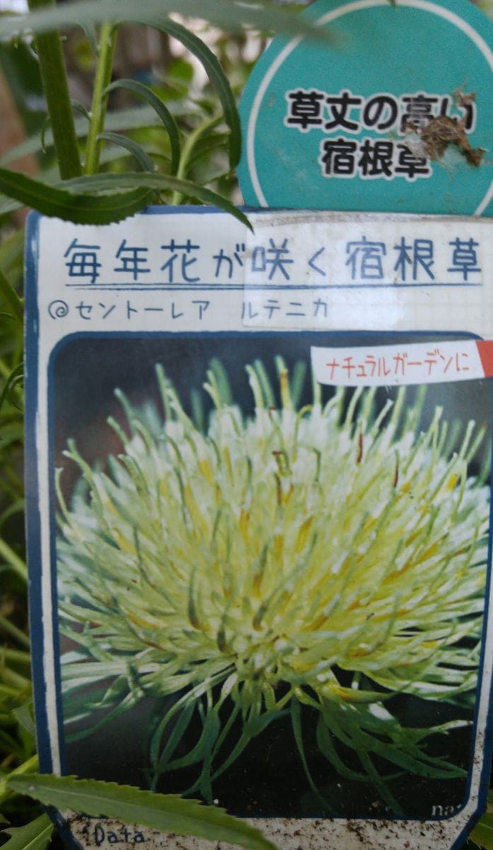 アザミの花に似た花が、､、､