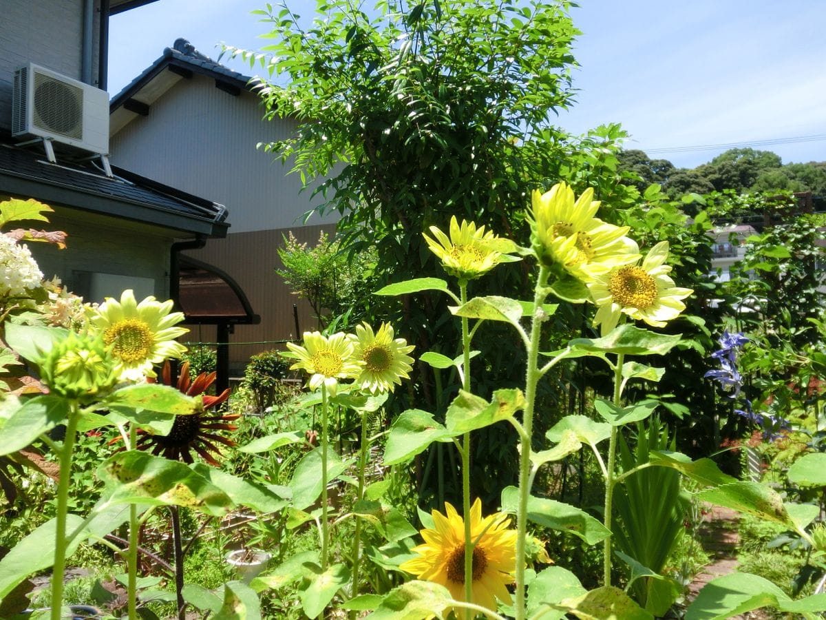 いろいろなお花たち