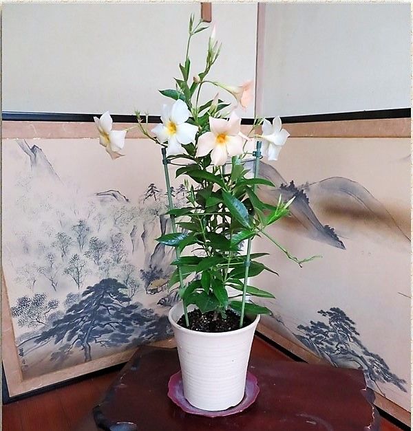 今日の花たち