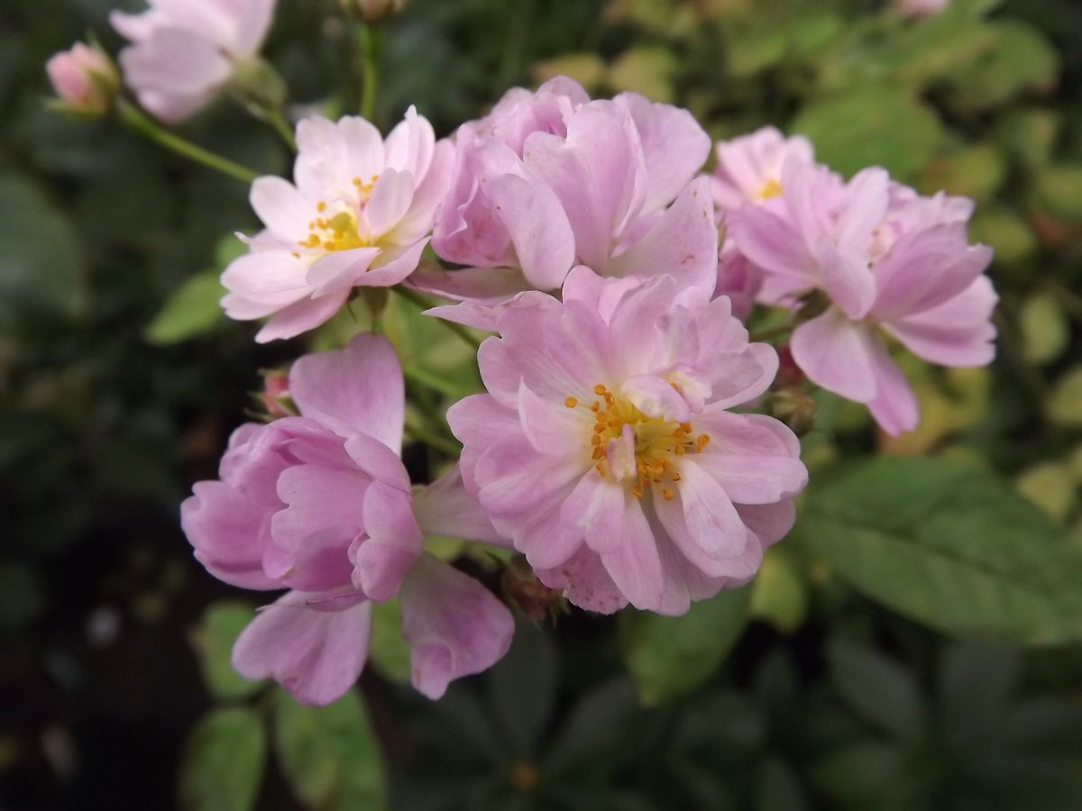 ミニバラさおり、ペチュニア、白花モミジアオイ