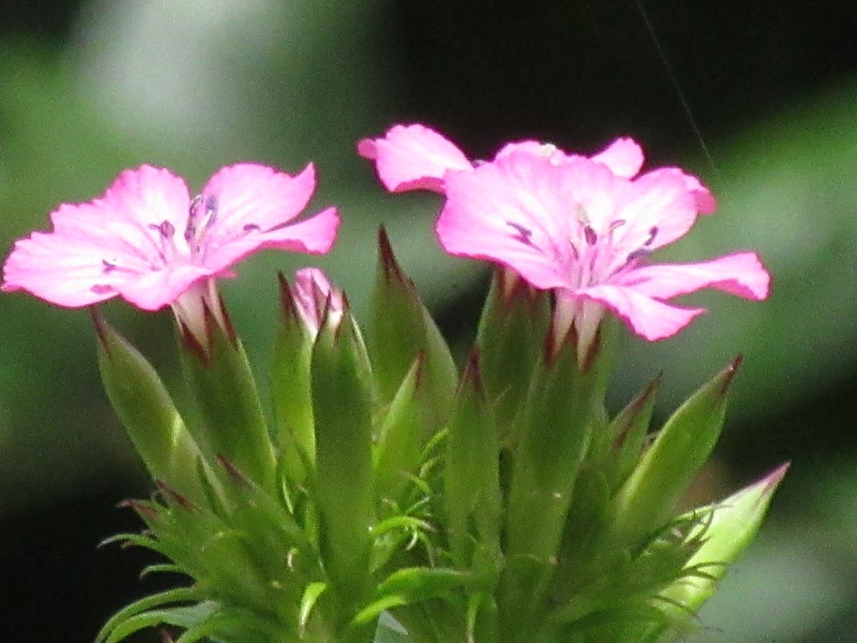 由愛(ゆめ)の花日記♪