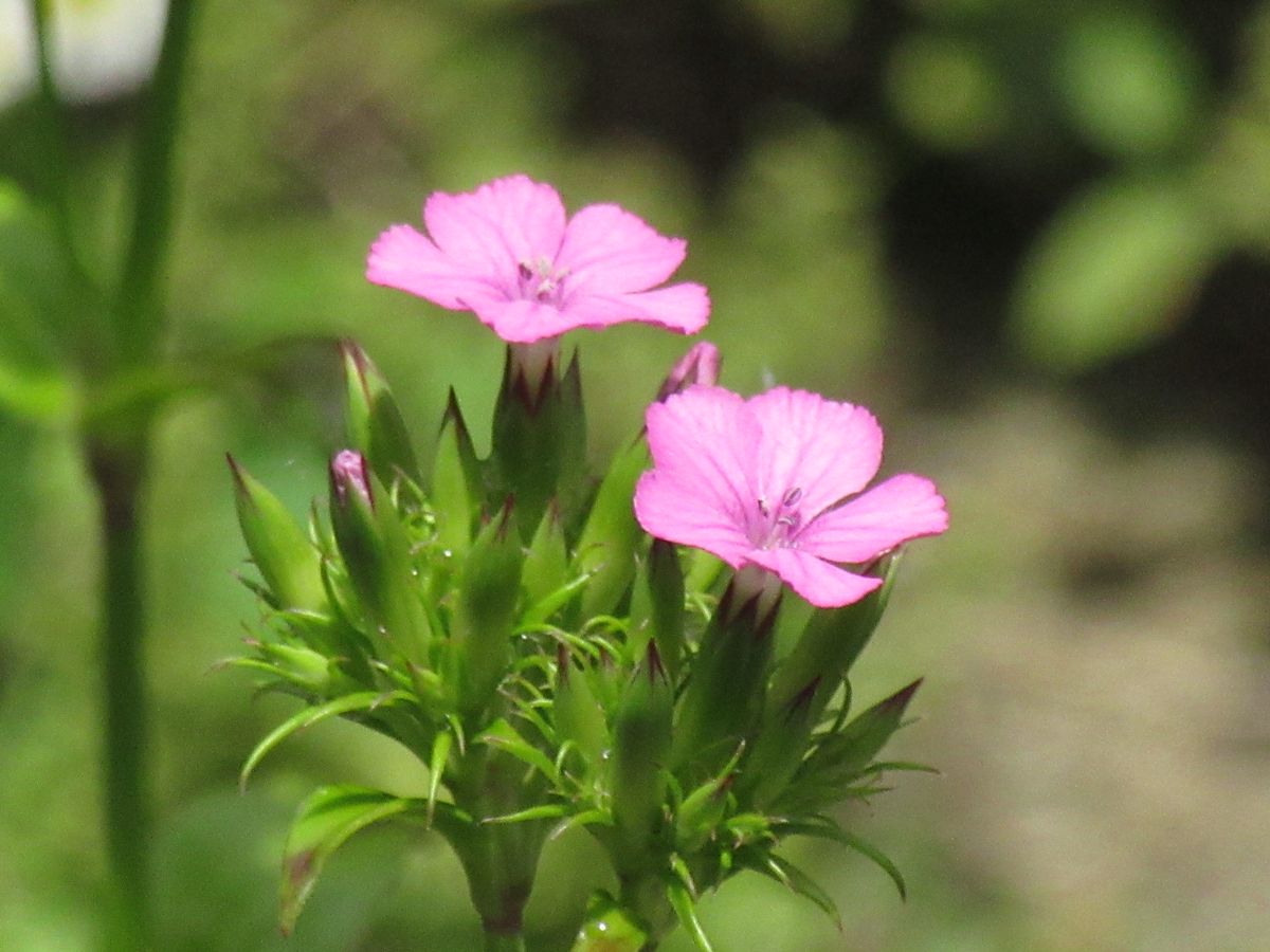 由愛(ゆめ)の花日記♪