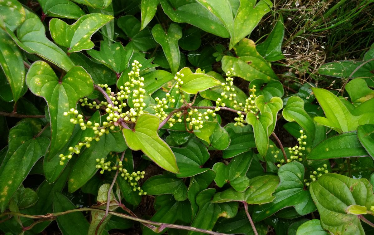 家庭菜園