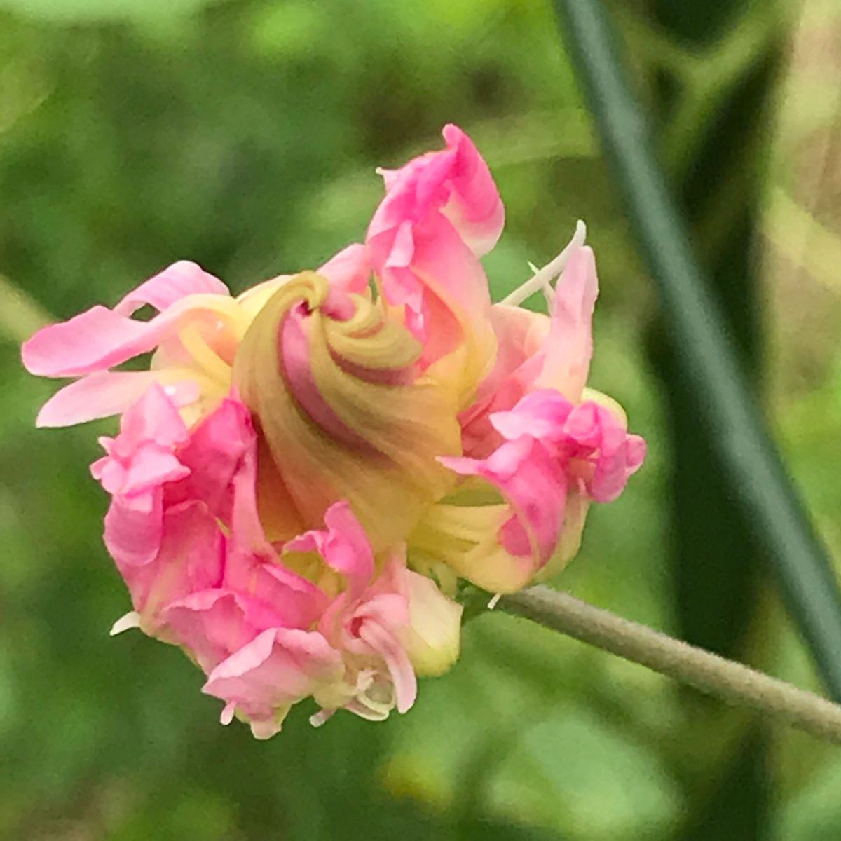 何の花かわかります？