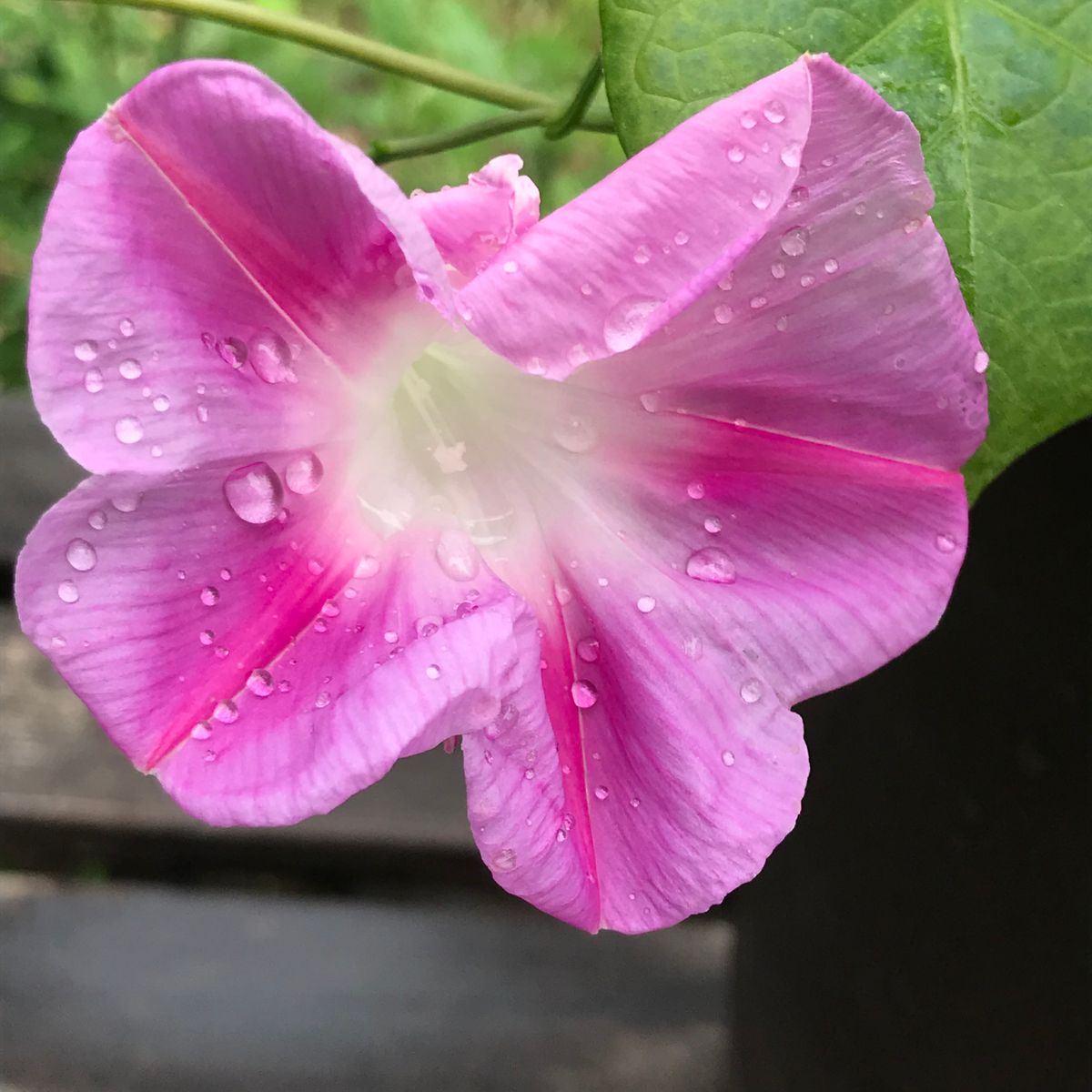 何の花かわかります？