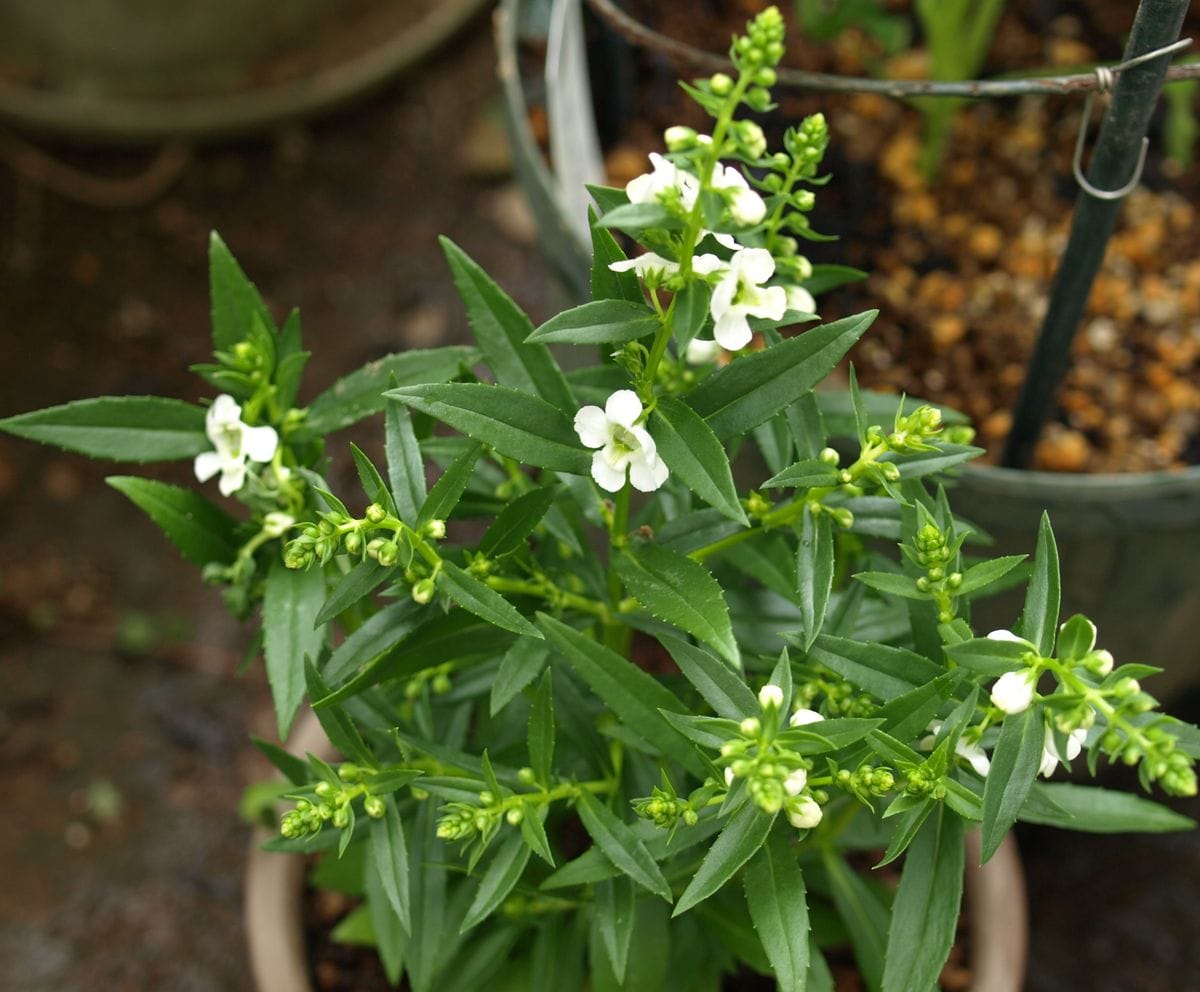 薔薇の一番花の、最後のつぼみ