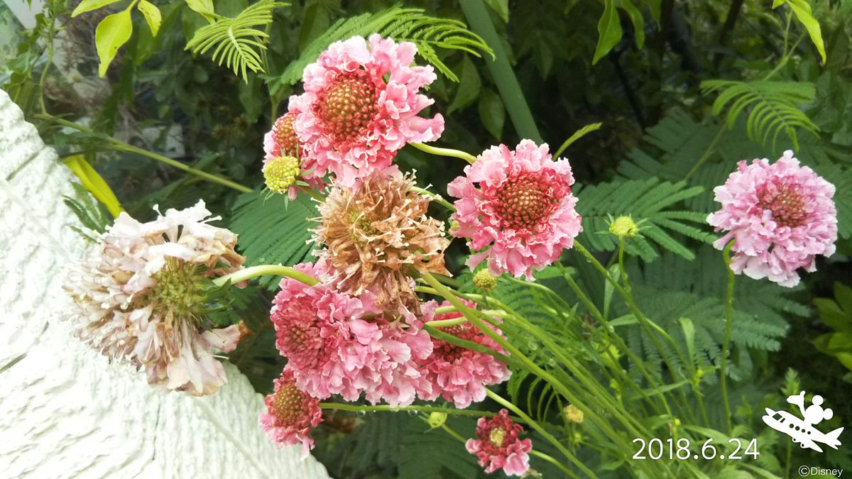 小さいお花が咲いたよ(^_-)-☆