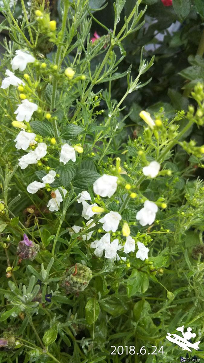 小さいお花が咲いたよ(^_-)-☆