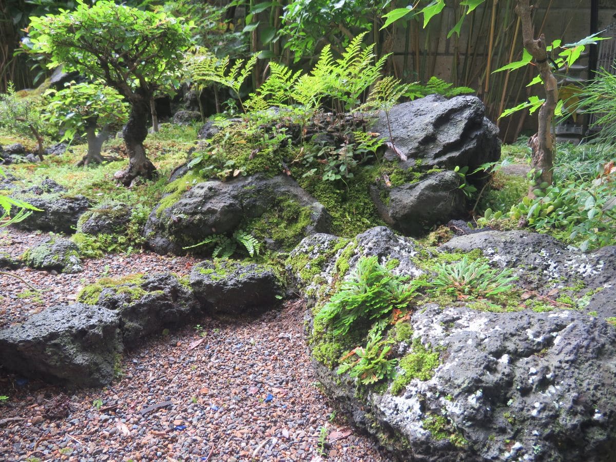 苔庭・ヒキガエルガ固まって今では・・・