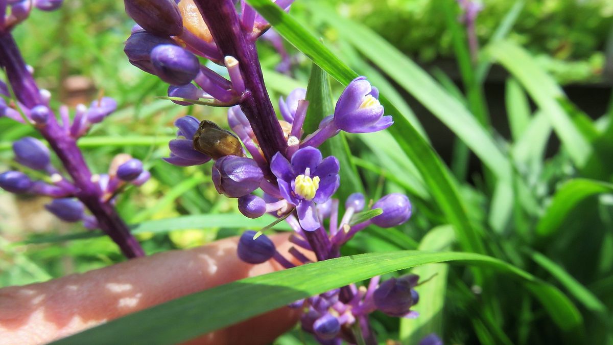 ヤブランの花アップ～😊～