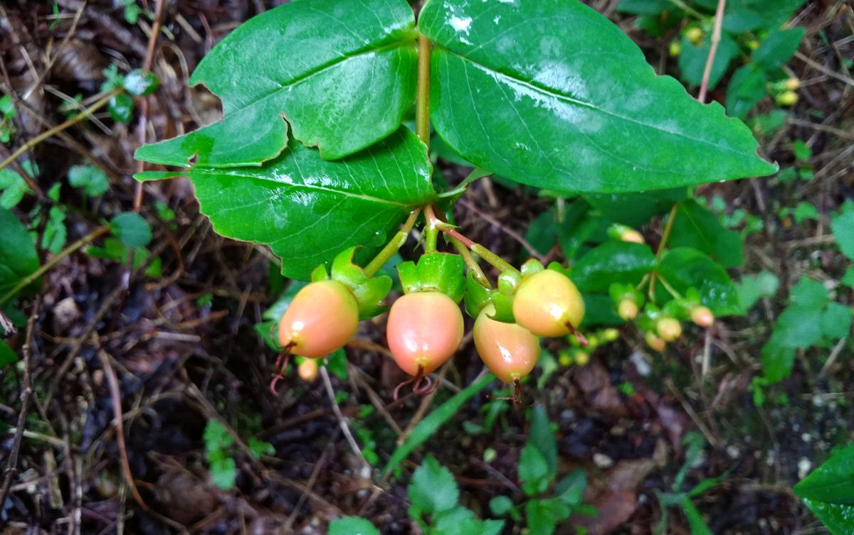 四季の草花