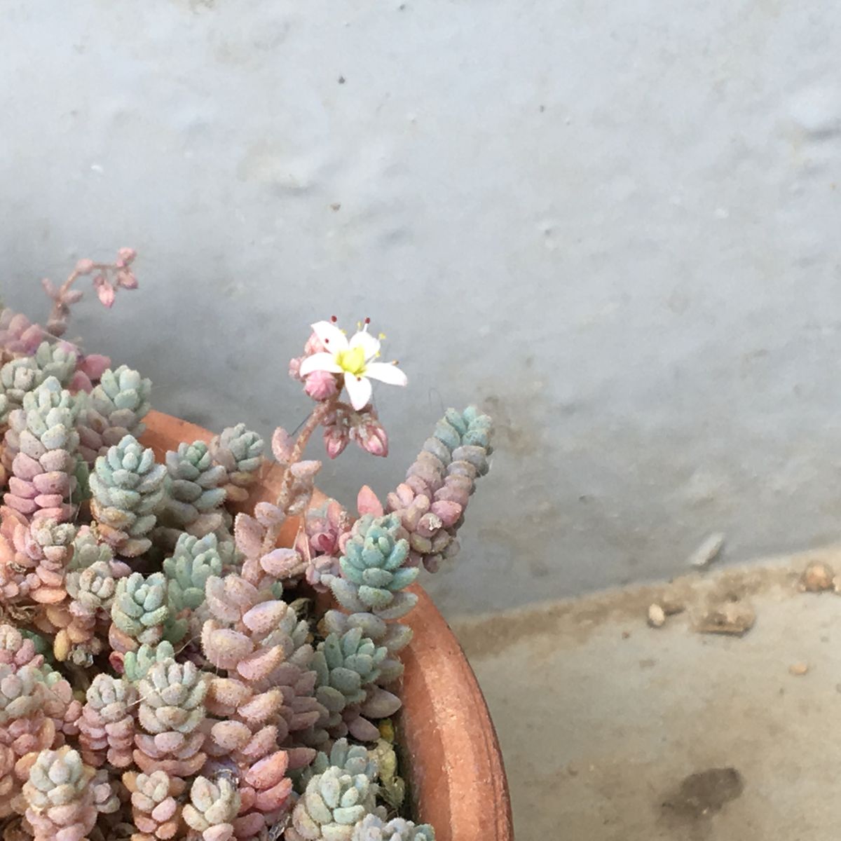 🌸✨セダム属ダシフィルム開花