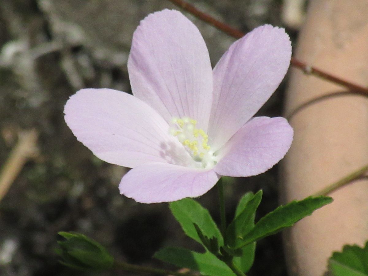 由愛(ゆめ)の花日記♪