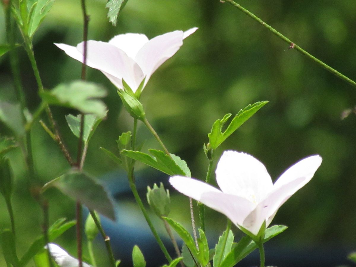 由愛(ゆめ)の花日記♪