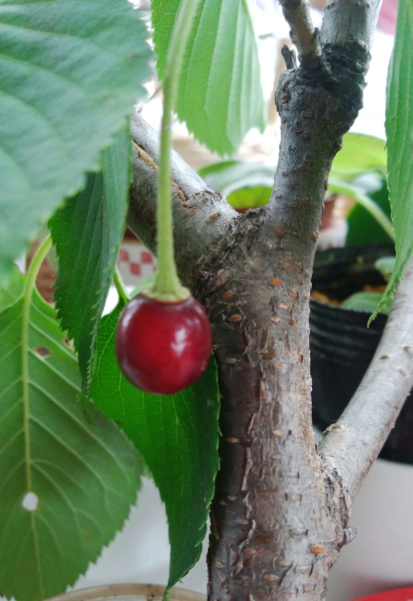 桜の実🍒