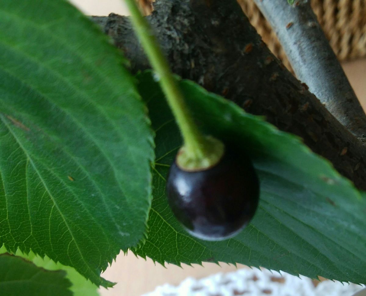 桜の実🍒