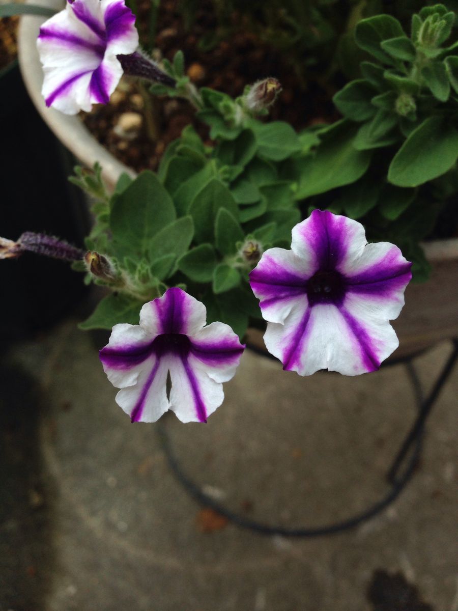 夏仕様のミニ花壇