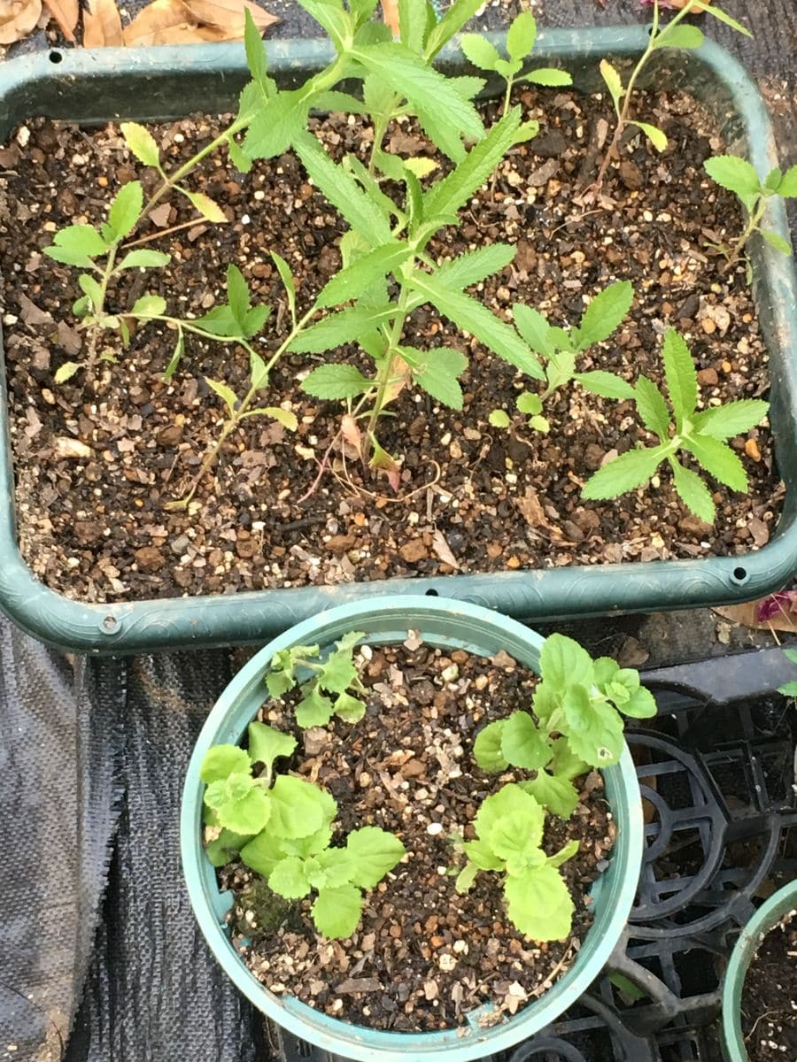 秋に植えた球根の掘り上げ