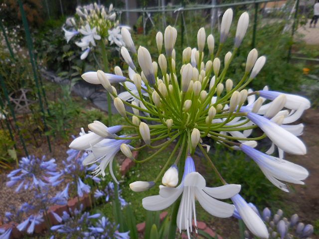 今日の花・・・