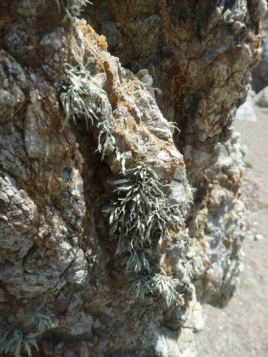 海辺のお花