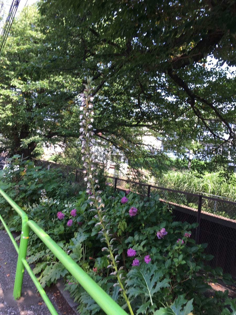 散歩道の花