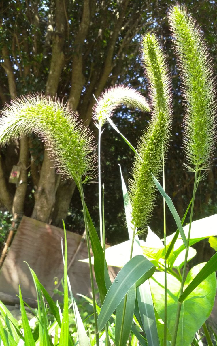 野山の草花