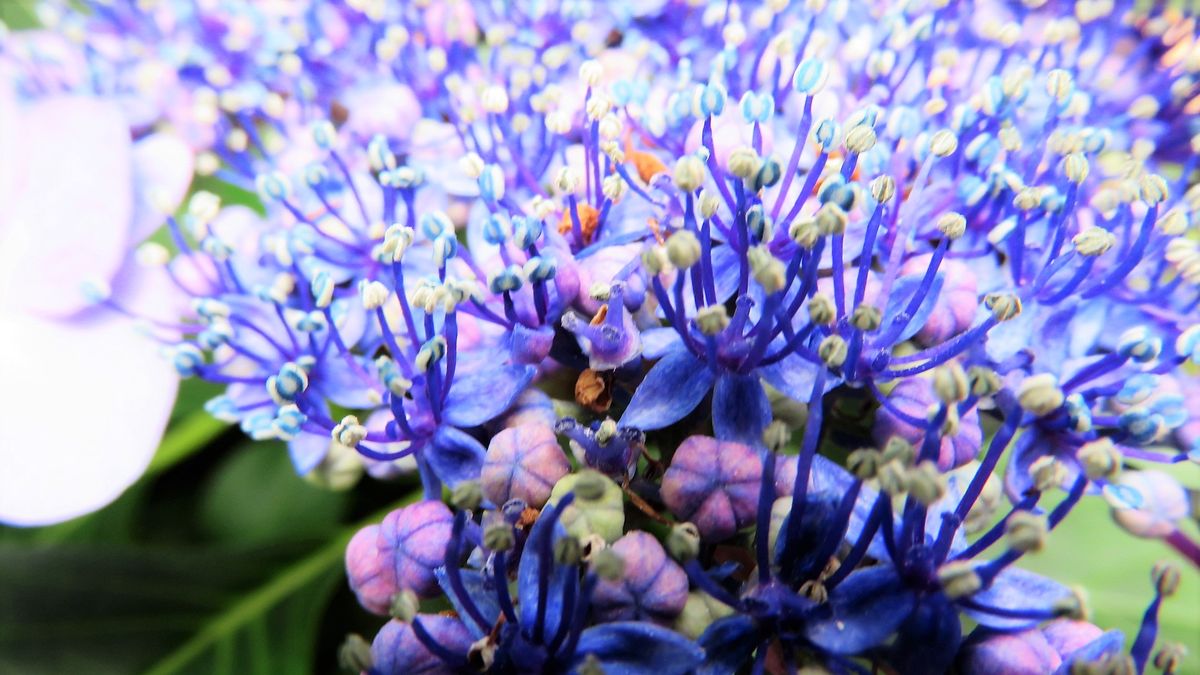 今さら　額紫陽花～😊～