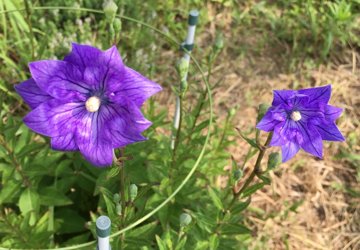 白キキョウ姫、咲きました