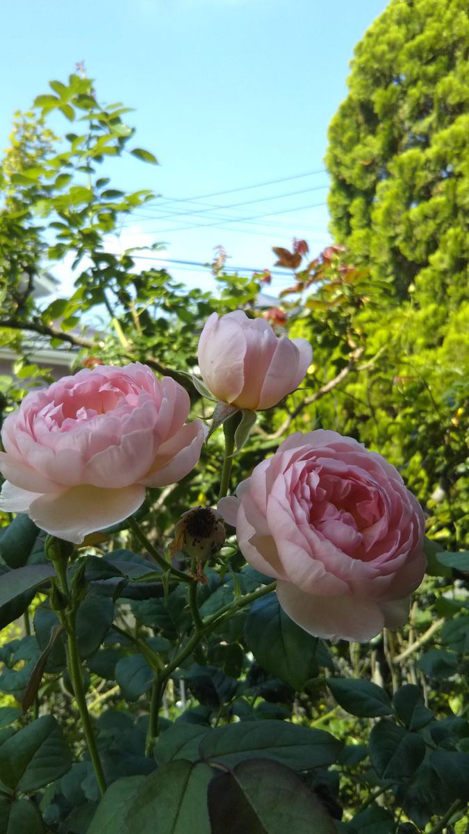 ６月の庭に咲く花💮🌫️その12