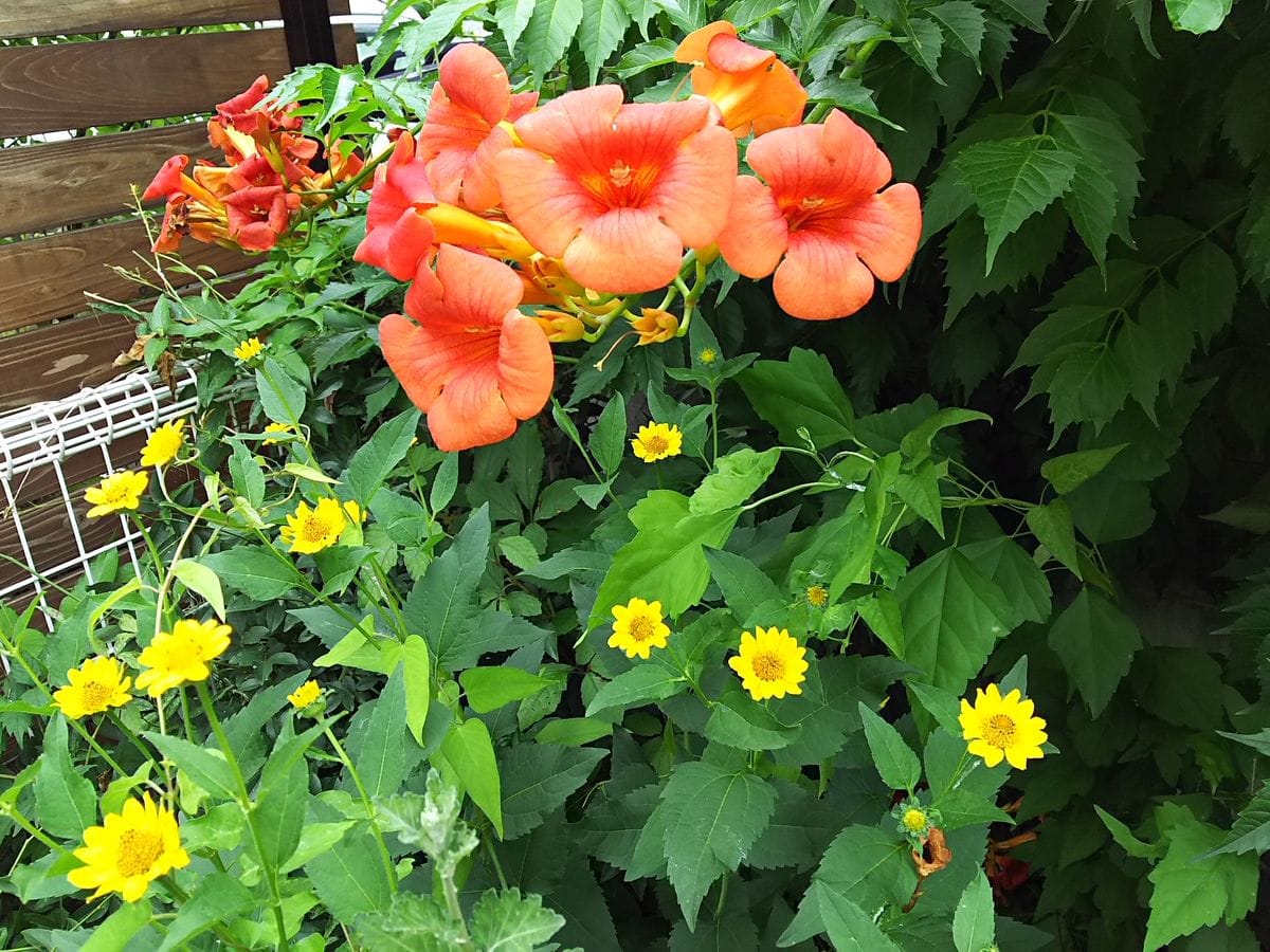 オレンジと黄色の花