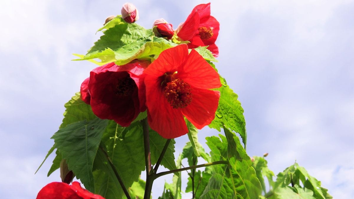 青い空と白い雲と庭の花