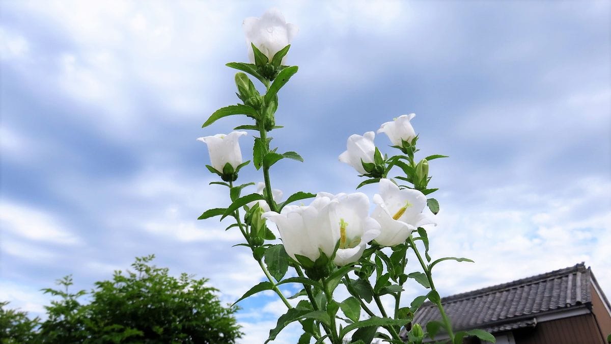 青い空と白い雲と庭の花