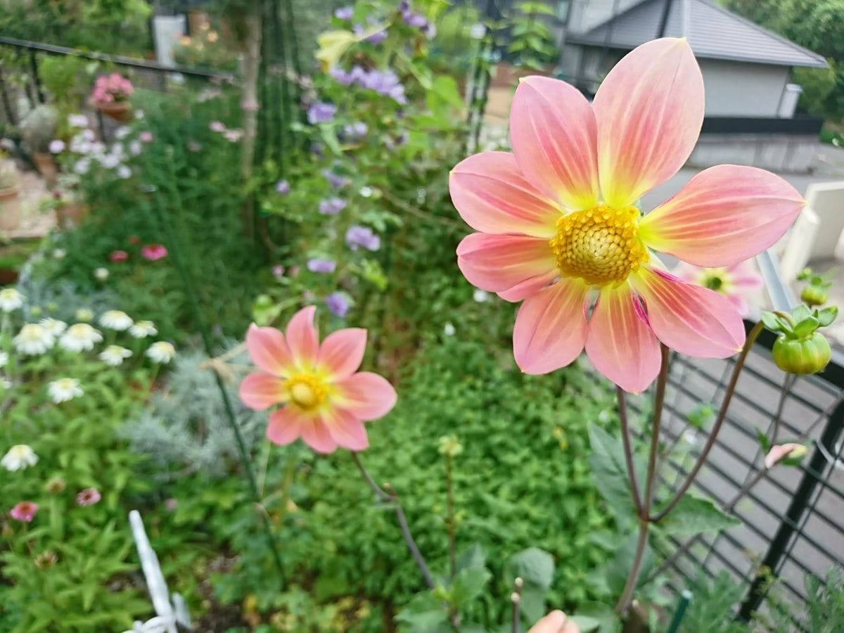 庭の草花 遠目で見てね