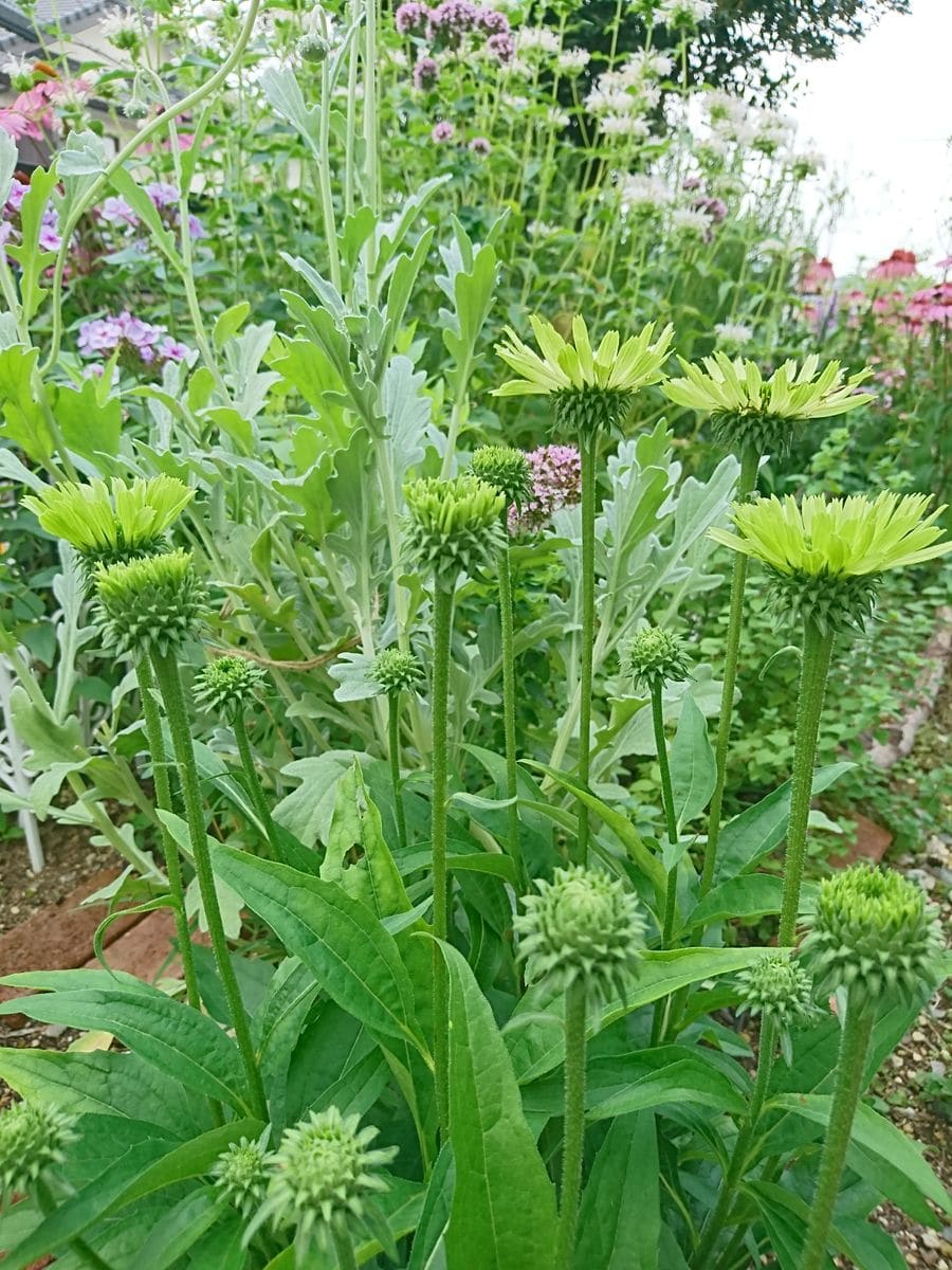 庭の草花 遠目で見てね