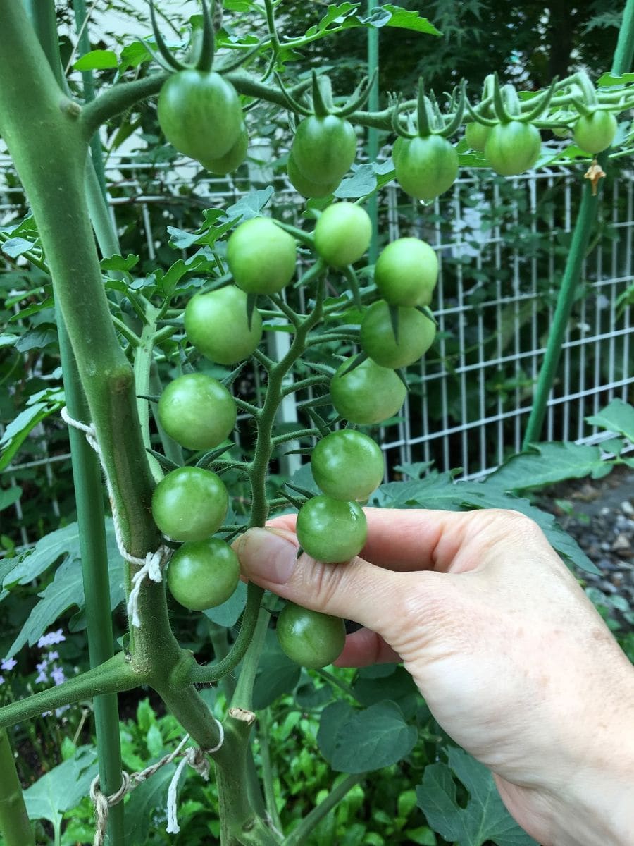 欲張りだよね〜 そだね〜🍅