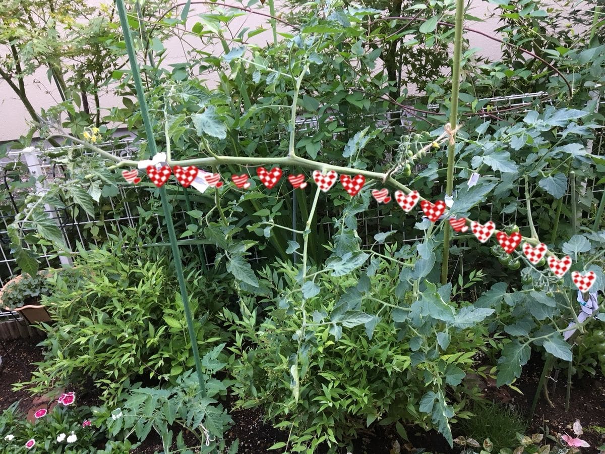 欲張りだよね〜 そだね〜🍅