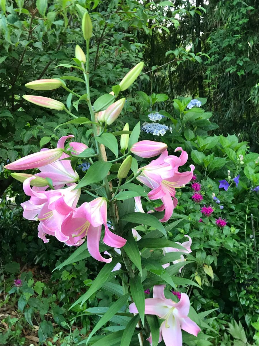 紫陽花剪定失敗してました