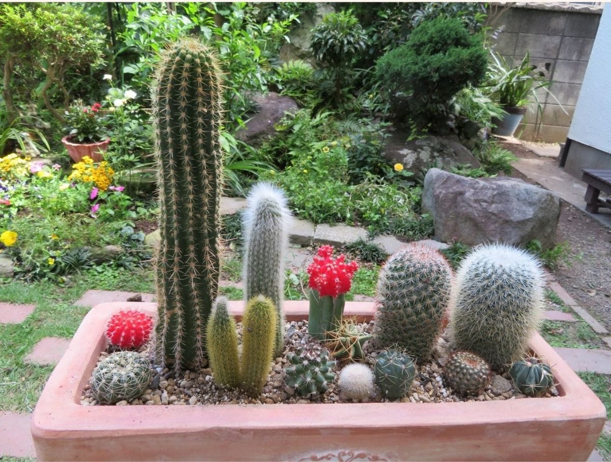 🌵サボテンの寄せ植え🌵