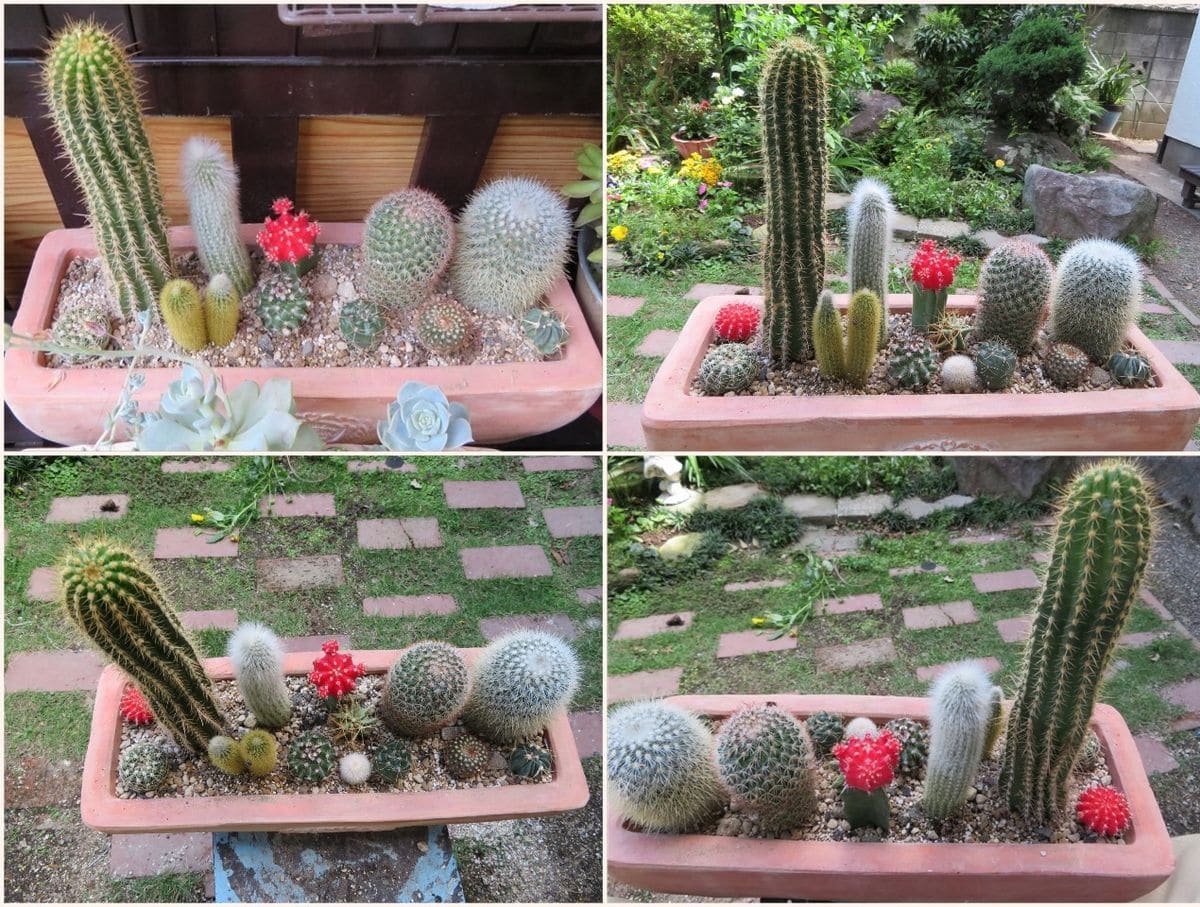 🌵サボテンの寄せ植え🌵