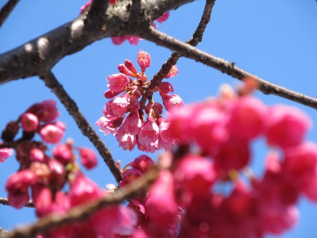 大垣公園の河津寒桜