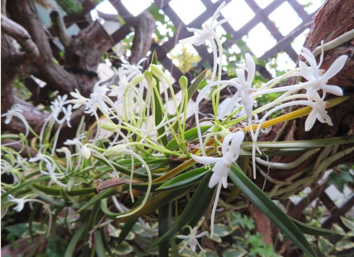 我家の観葉植物＆ランたち