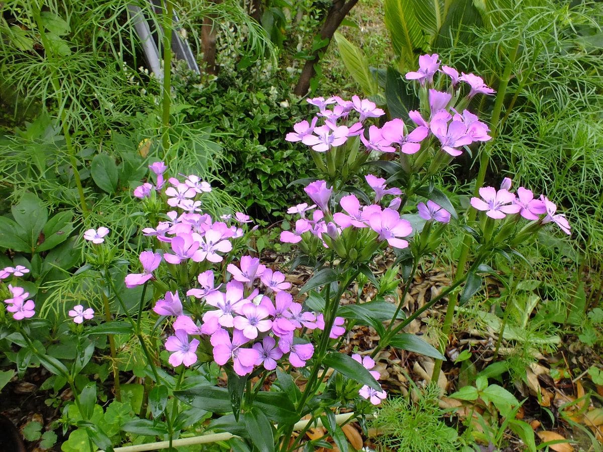 庭の花